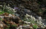 Lychnis samojedorum