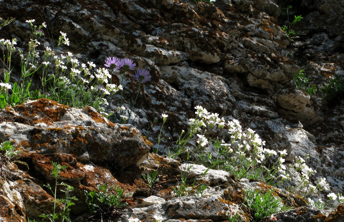 Image of Lychnis samojedorum specimen.