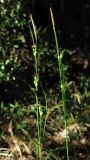 Carex depauperata