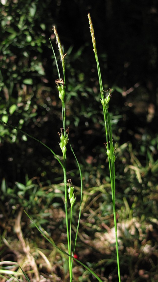 Image of Carex depauperata specimen.