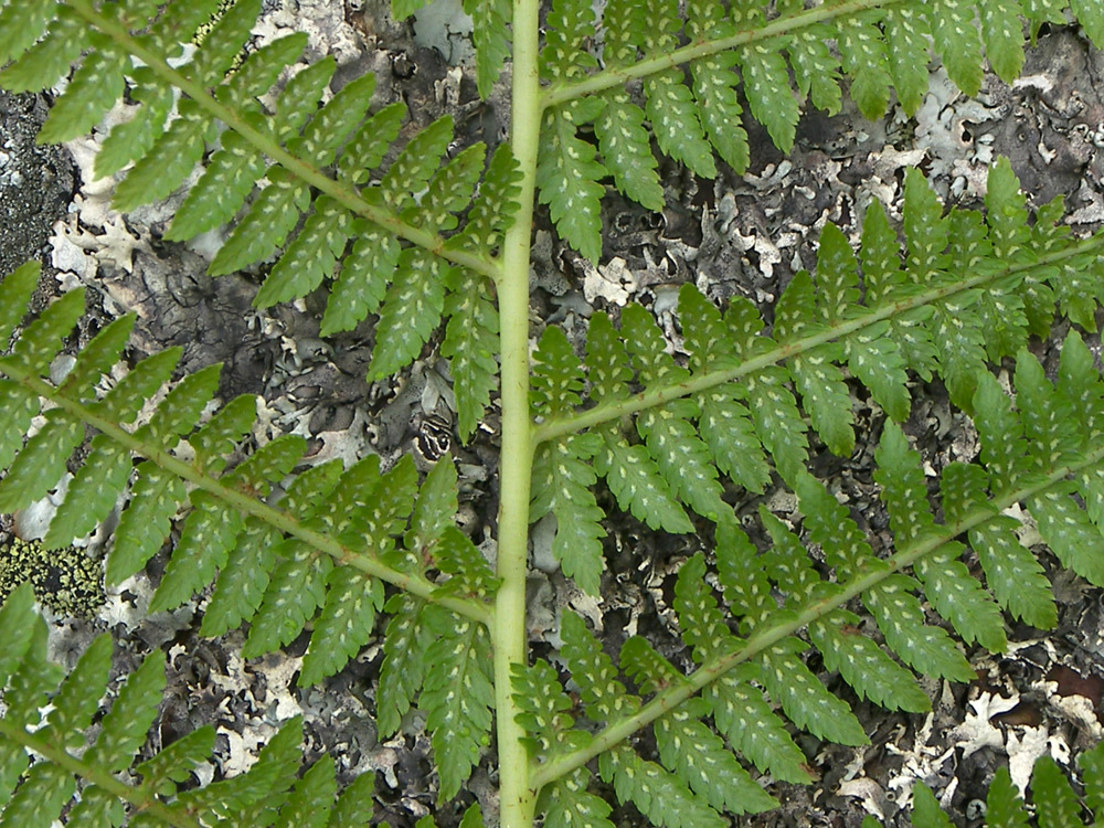 Изображение особи Athyrium filix-femina.