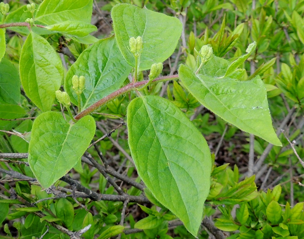 Изображение особи Lonicera chrysantha.