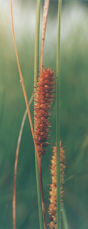 Image of Carex rostrata specimen.