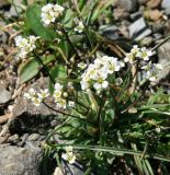 Draba siliquosa. Цветущее растение. Адыгея, Кавказский биосферный заповедник, долина реки Чессу, альпика, 2900 м н.у.м. 01.07.2014.