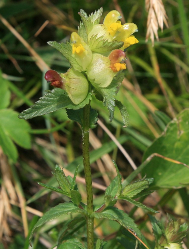 Изображение особи Rhinanthus minor.