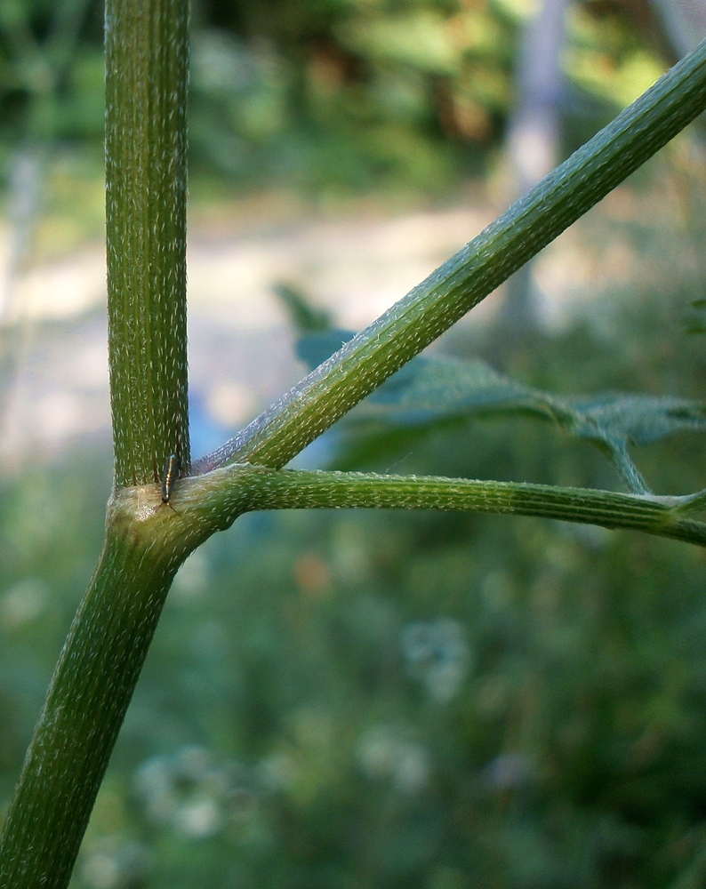 Image of Torilis japonica specimen.