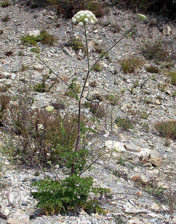 Image of Laserpitium hispidum specimen.