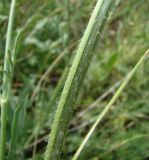 Cephalaria uralensis