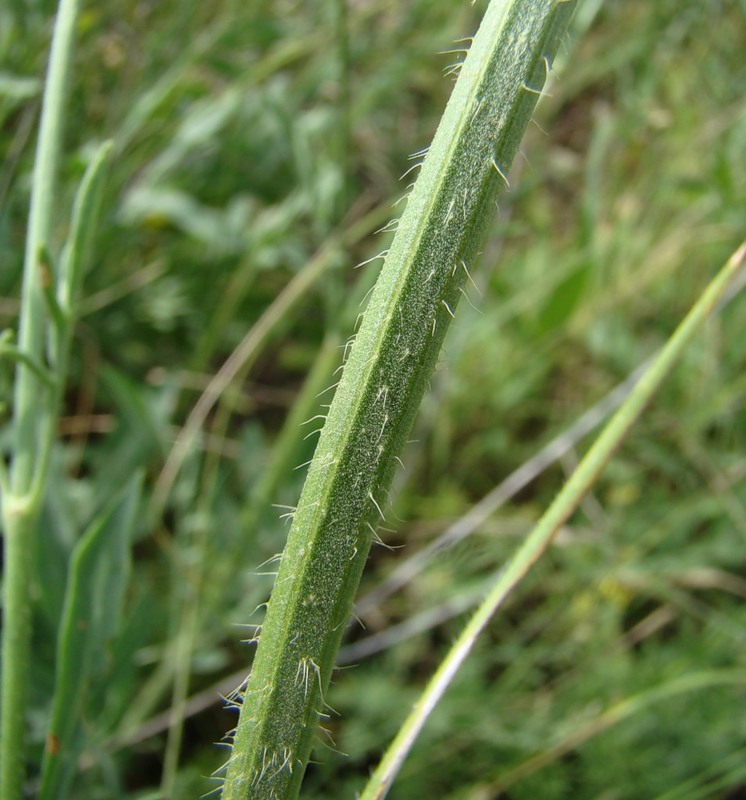 Изображение особи Cephalaria uralensis.