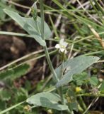 семейство Brassicaceae