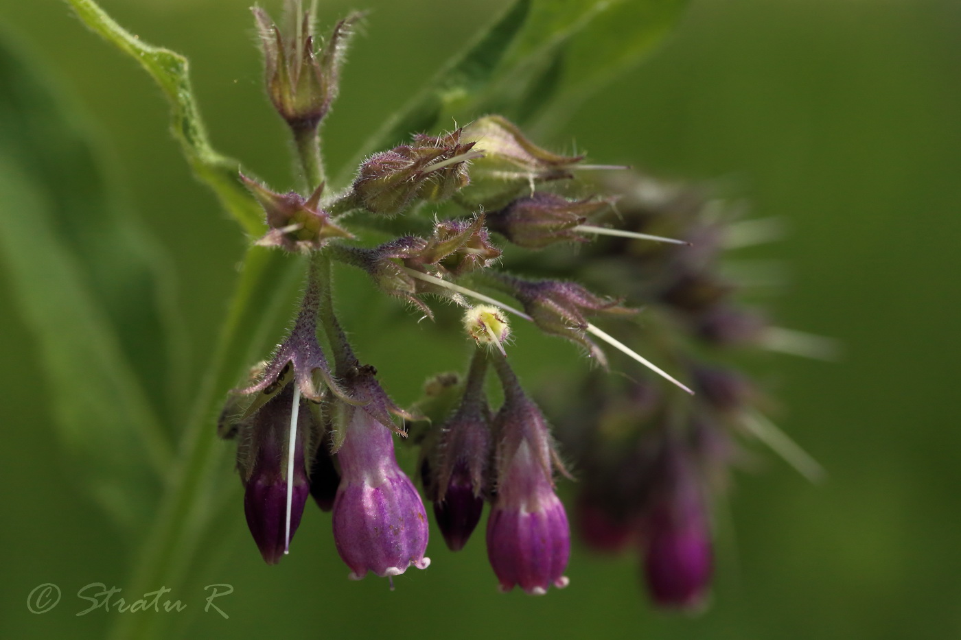 Изображение особи Symphytum officinale.