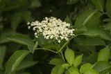 Sambucus nigra. Верхушка побега с соцветием. Ростовская обл., Мясниковский р-н, Чулекская балка. 01.06.2014.