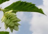 Ostrya carpinifolia. Соплодие и лист. Германия, г. Дюссельдорф, Ботанический сад университета. 03.06.2014.