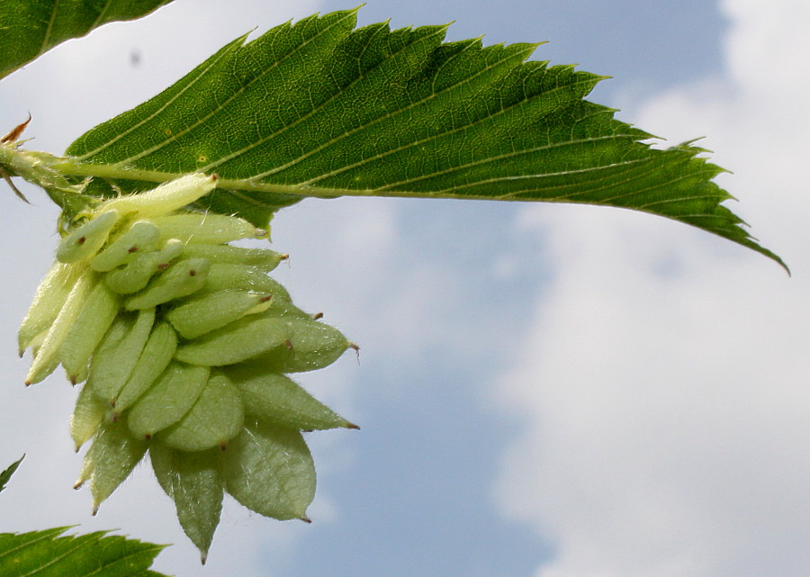 Image of Ostrya carpinifolia specimen.