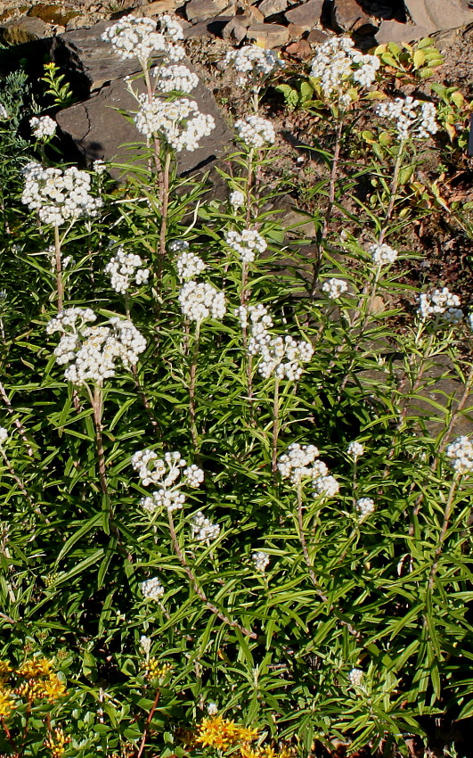 Image of Anaphalis nepalensis specimen.