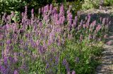 Betonica officinalis. Цветущие растения. Германия, г. Дюссельдорф, Ботанический сад университета. 21.08.2014.