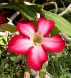 Adenium obesum