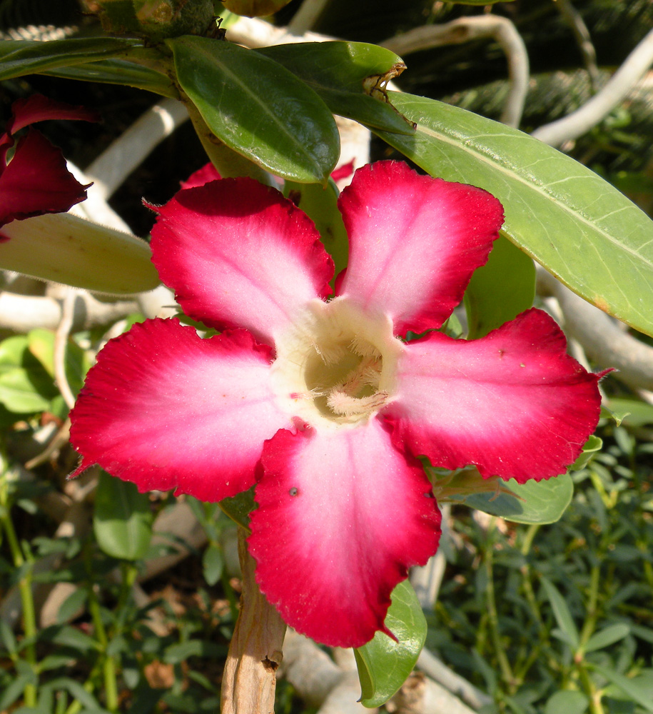 Image of Adenium obesum specimen.