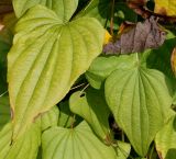 Dioscorea villosa