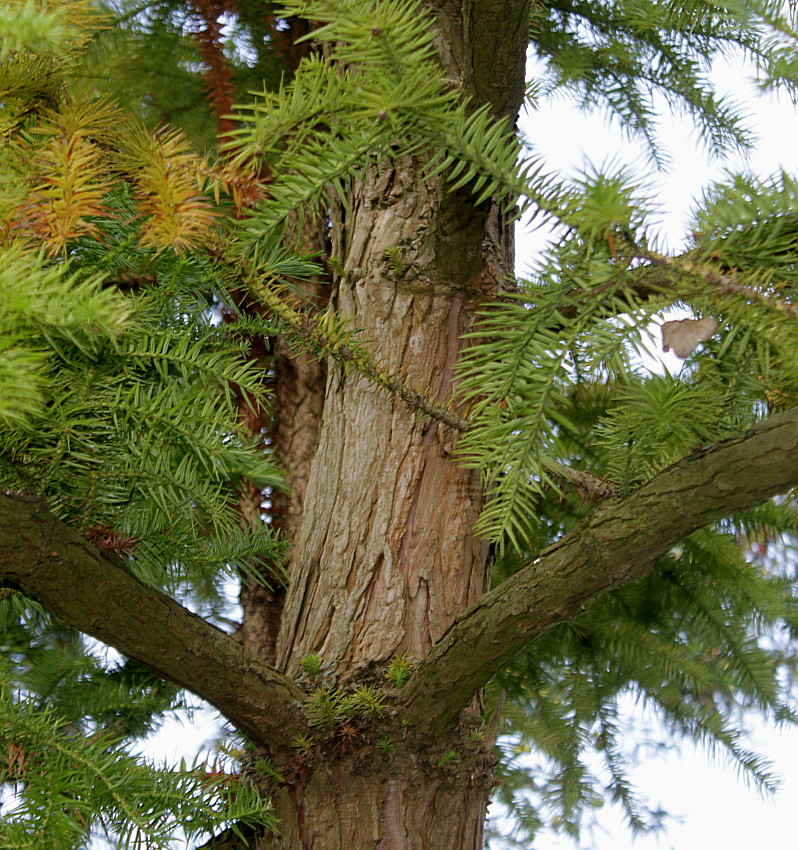 Image of Cunninghamia lanceolata specimen.