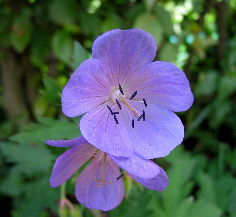 Изображение особи Geranium pratense.