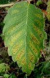 Zelkova serrata. Лист, принимающий осеннюю окраску. Германия, г. Дюссельдорф, Ботанический сад университета. 05.09.2014.