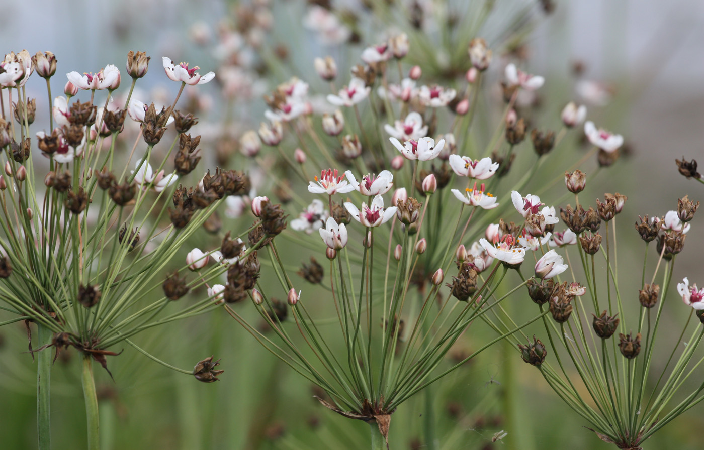 Изображение особи Butomus umbellatus.