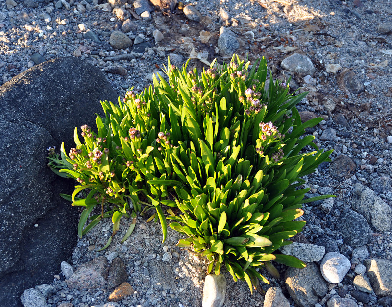 Image of Tripolium pannonicum ssp. tripolium specimen.
