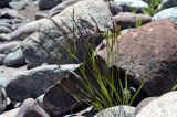 Calamagrostis epigeios