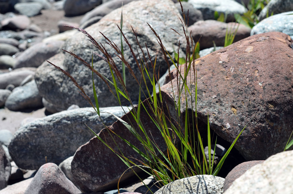 Image of Calamagrostis epigeios specimen.