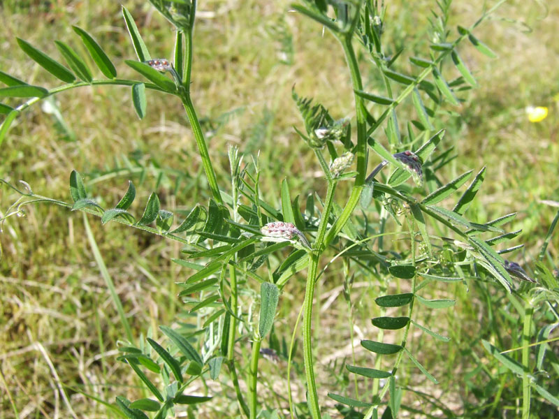 Image of Vicia cracca specimen.