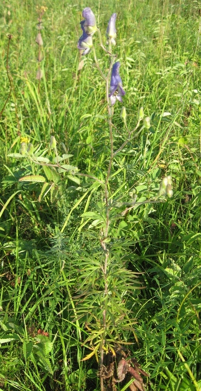 Изображение особи Aconitum volubile.