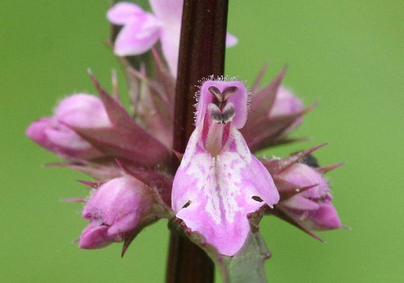 Image of Stachys aspera specimen.