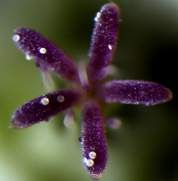 Image of Geranium sibiricum specimen.