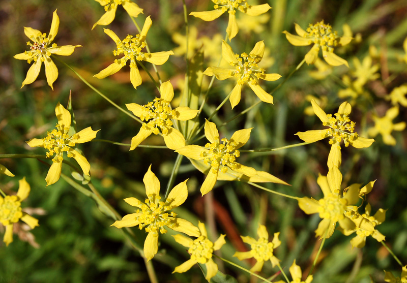 Image of Bupleurum multinerve specimen.