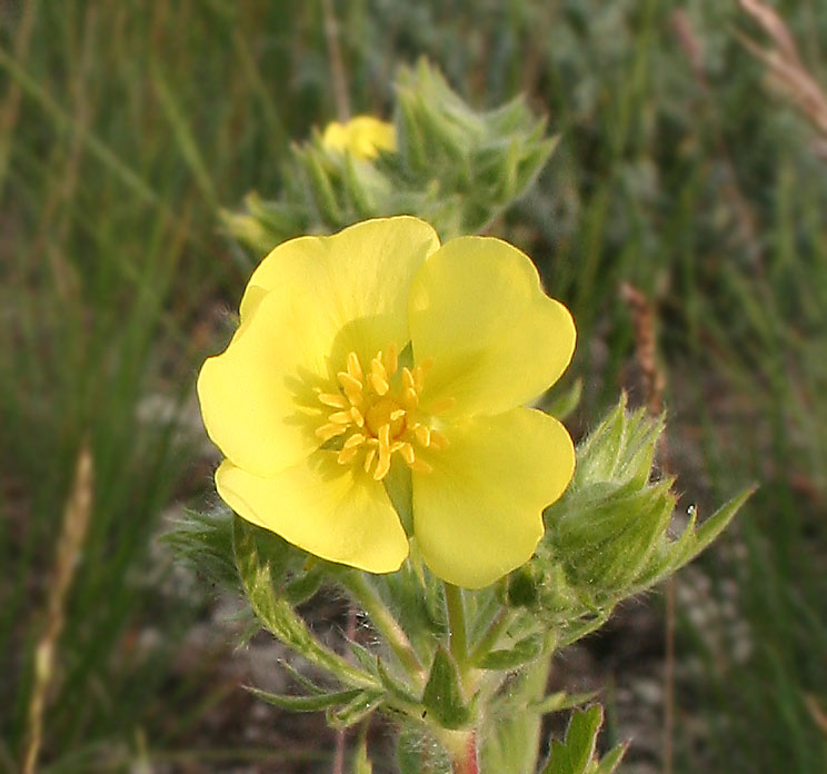 Изображение особи Potentilla astracanica.