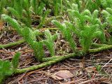 Lycopodium clavatum