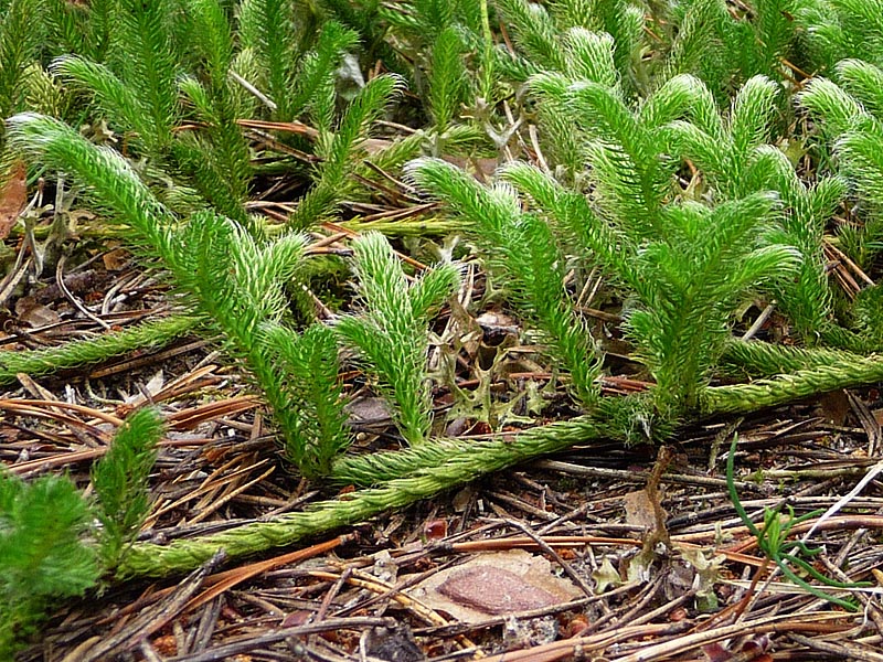 Изображение особи Lycopodium clavatum.