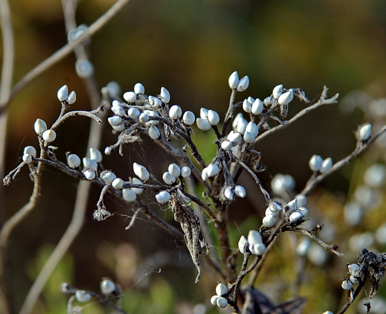 Изображение особи Lithospermum officinale.