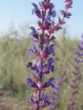 Salvia nemorosa. Средняя часть соцветия. Барнаул, окр. ремонтно-экипировочного парка, возле железной дороги. 18.08.2009.