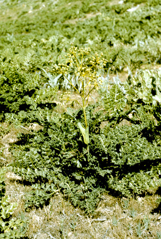 Image of Ferula xeromorpha specimen.