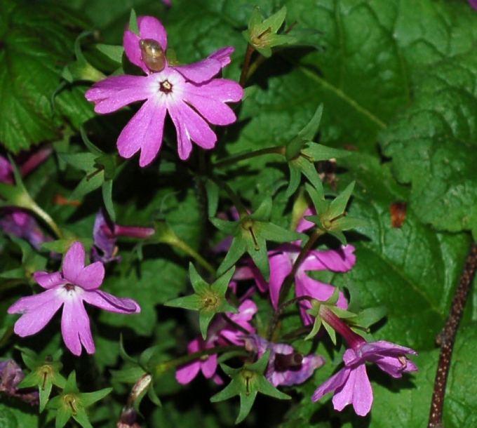 Image of Primula patens specimen.