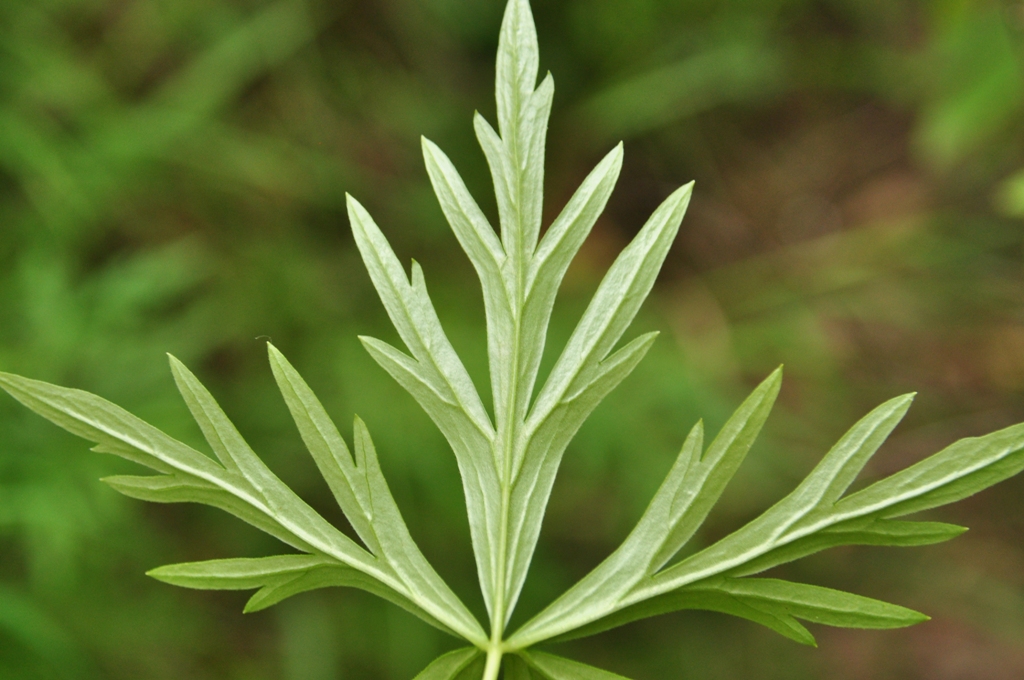 Image of Aconitum ambiguum specimen.