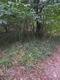 Festuca drymeja