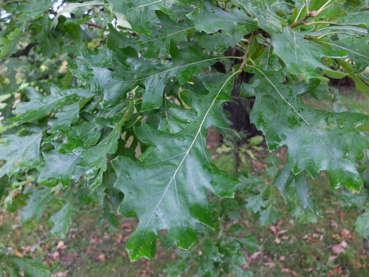 Изображение особи Quercus alba.