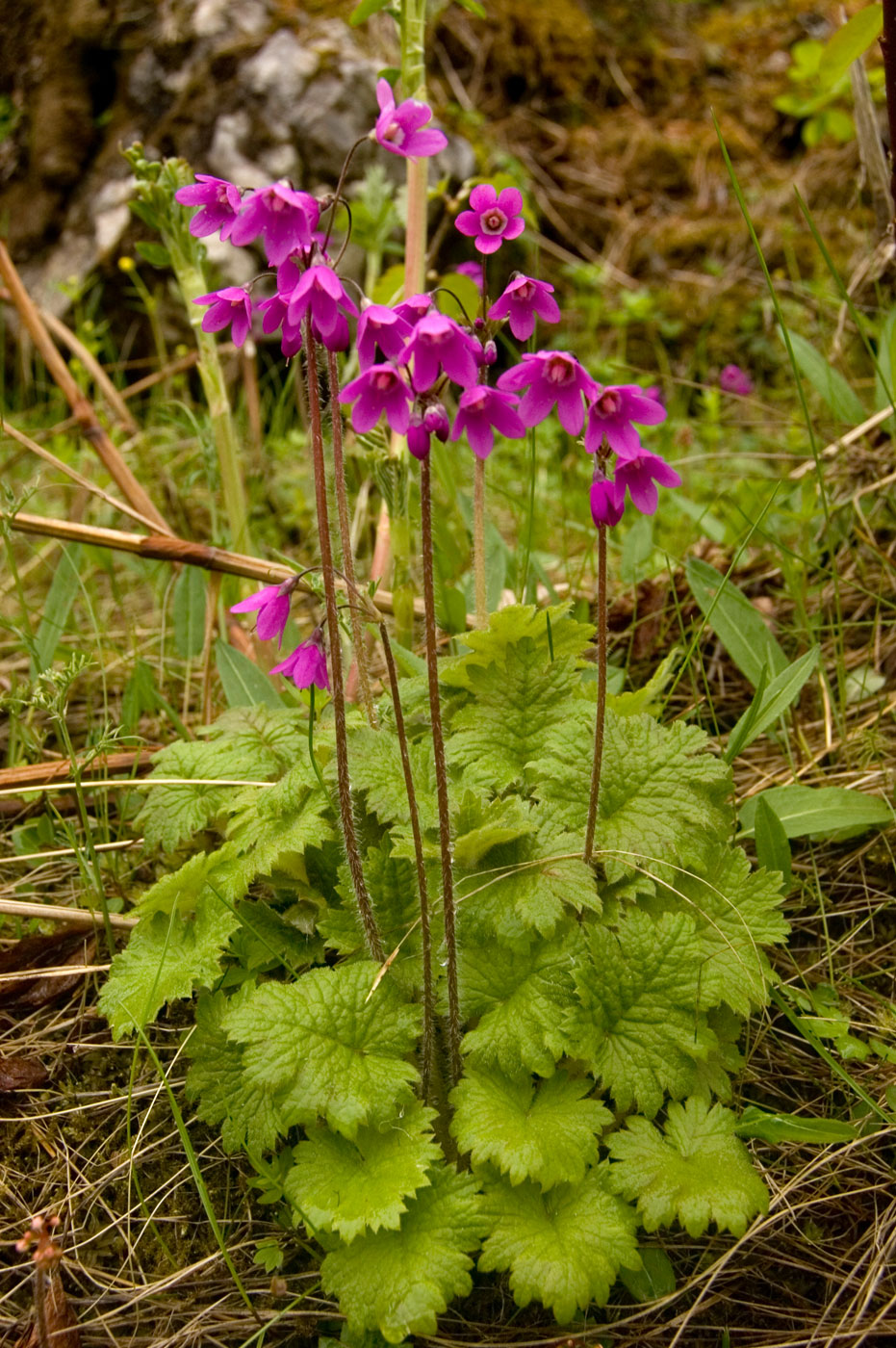 Heilglöckchen - Cortusa matthioli ssp. pekinensis