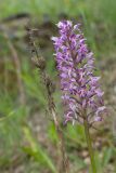 Orchis militaris. Соцветие с притаившейся улиткой и сухое прошлогоднее соплодие. Ленинградская обл., Волосовский р-н, суходольный луг на известняке. 08.06.2014.