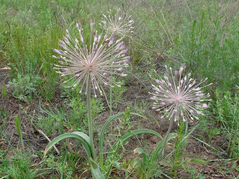 Изображение особи Allium caspium.