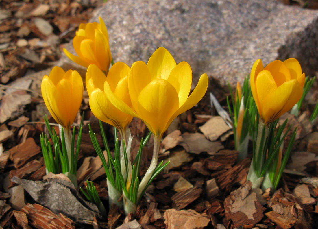 Изображение особи Crocus flavus.