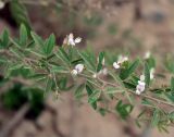 Lespedeza juncea